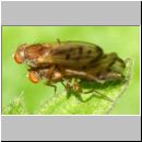 Opomyza florum - Saftfliege 01b 5mm Paarung Feuchtwiese.jpg